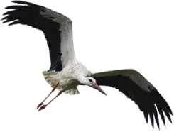 seekingvoyagers